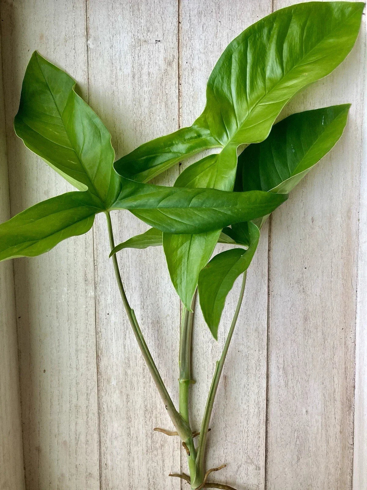 10 Rooted Arrowhead Vines - Healthy Syngonium podophyllum Bare Root Cuttings Pack