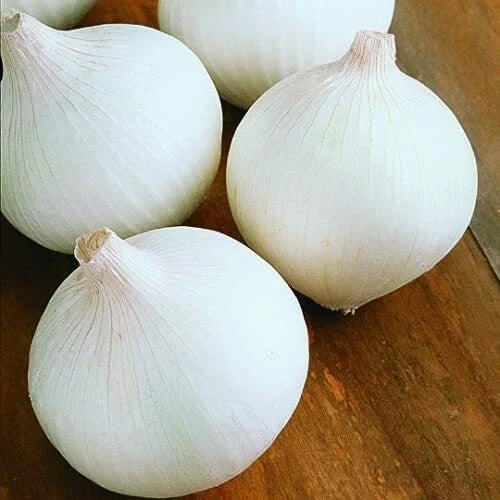 White Sweet Spanish Onion Seeds - Heirloom Non-GMO Organic Allium cepa Vegetable Seeds, Pack of 100