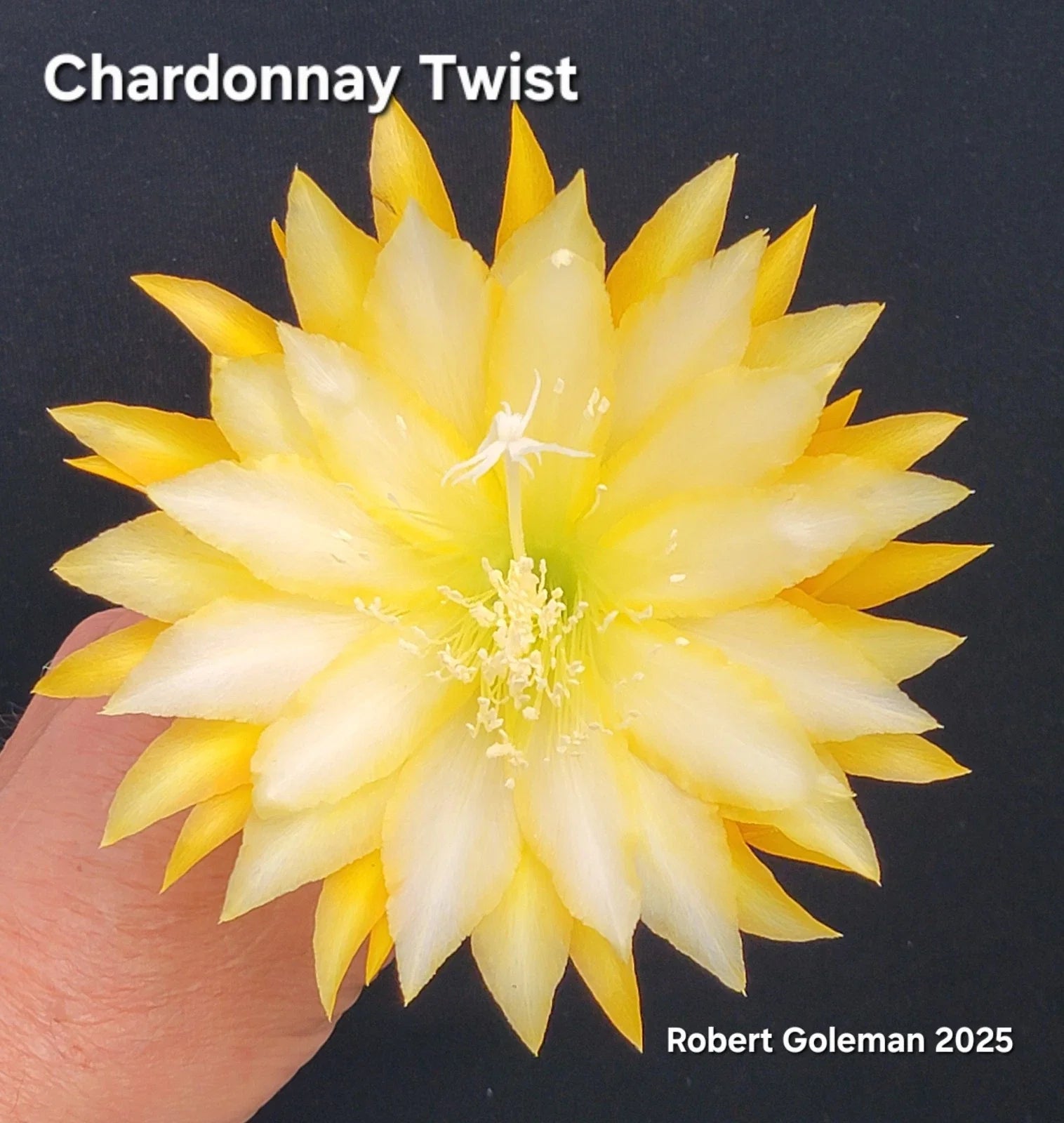 Epiphyllum 'Chardonnay Twist' Unrooted Cutting - Rare Orchid Cactus Propagation Plant - Unique Succulent for Indoor Gardening