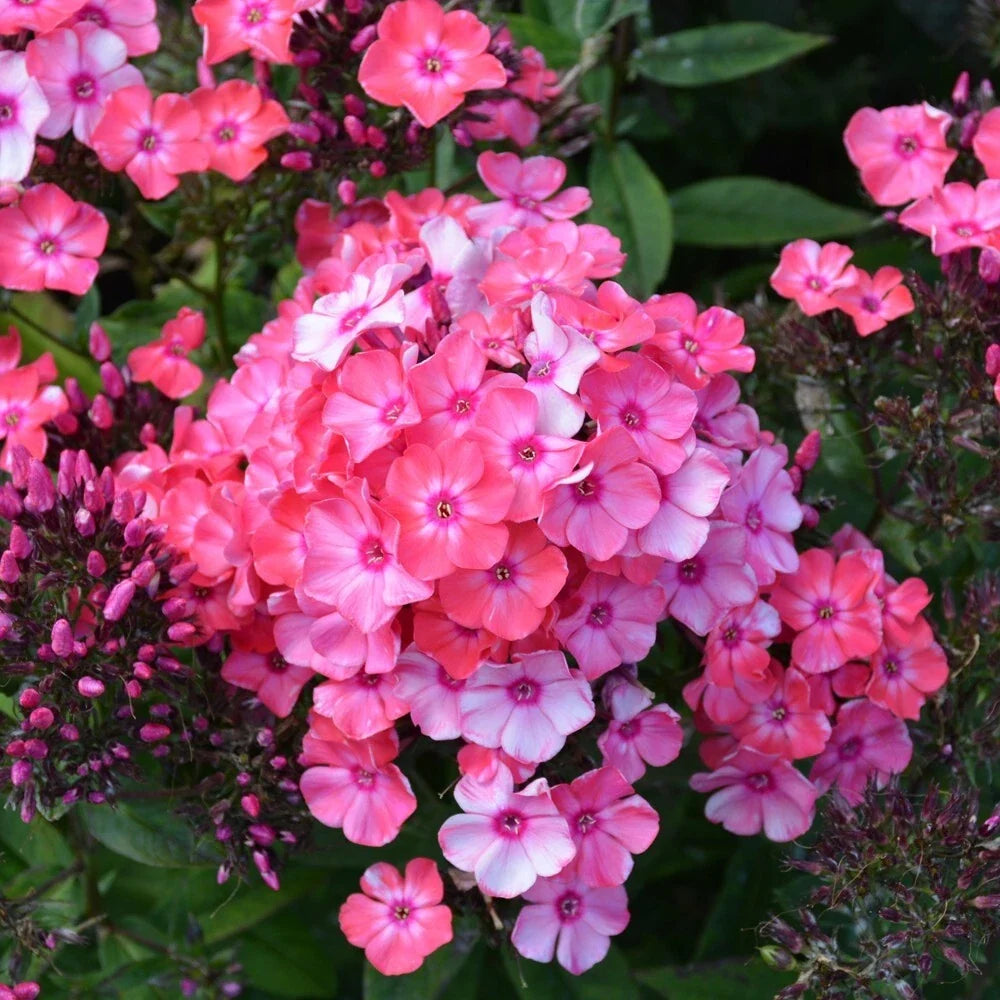 Glamour Girl Phlox Seeds – 100+ Pink White Purple Red Flower Seeds for Garden Planting – Phlox paniculata