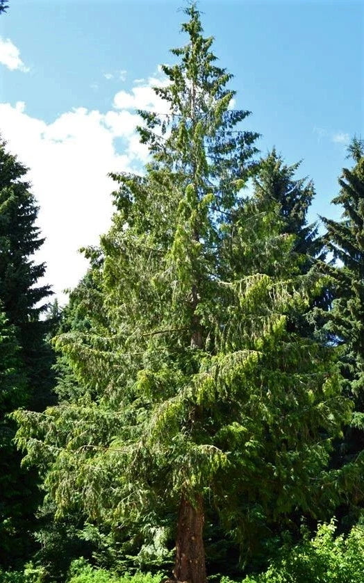 Eastern Red Cedar Tree Seedling 1ft Evergreen Juniperus virginiana Live Plant Bare Root Conifer