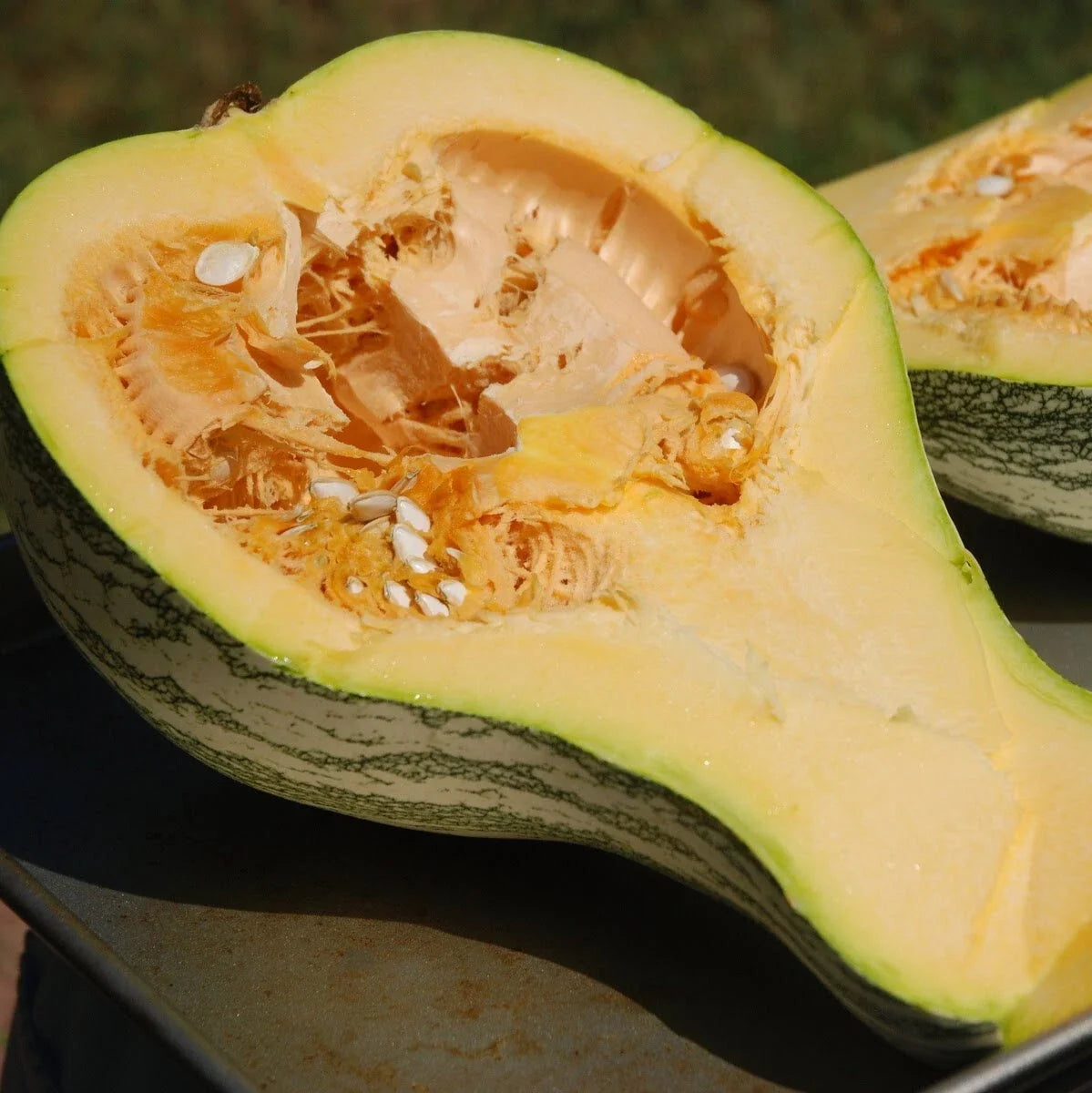 Cushaw Crooked Neck Squash Seeds - Heirloom Cucurbita argyrosperma, Vining, Sweet Flavor, 30+ Seeds for Vegetable Gardening