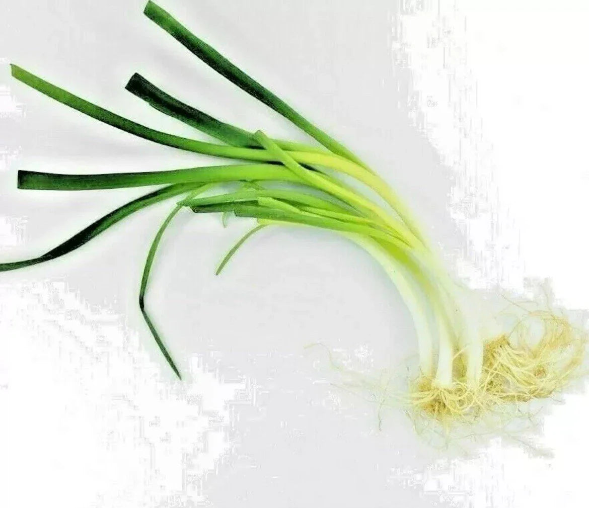 Onion Chive Seeds - 50 Non-GMO Organic Herb Seeds for Culinary Garden