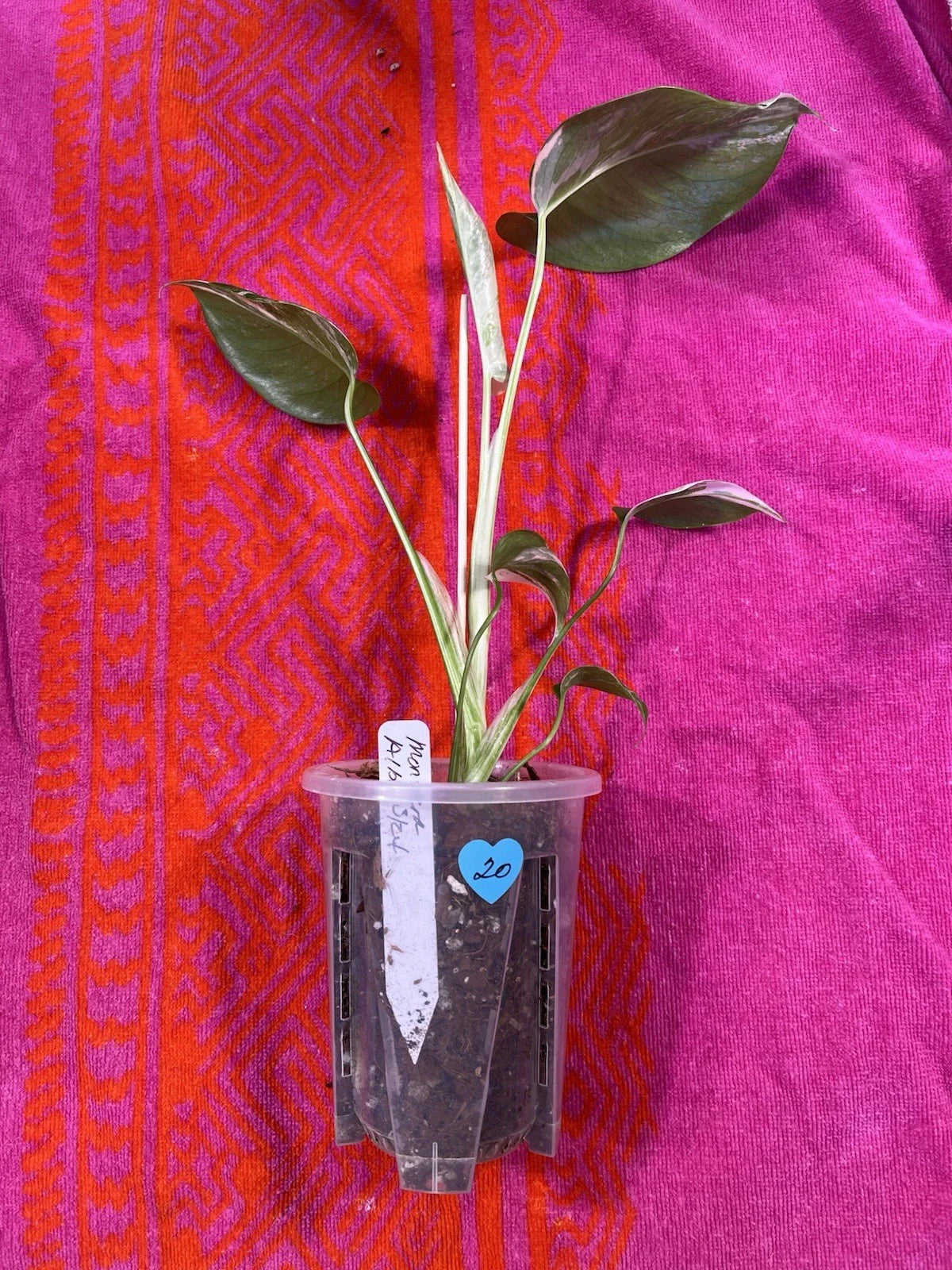 Monstera Albo Variegated Plant in 4" Pot – Rooted Monstera deliciosa 'Albo Variegata' Indoor Foliage