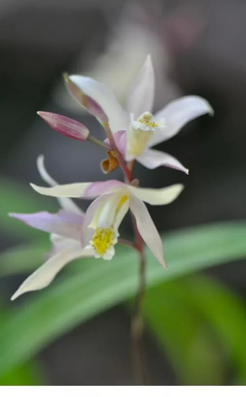 Orchid Plant in 3" Pot – Bletilla striata 'Terracotta Princess' – Cold Hardy, Rooted Orchid for Garden or Indoor Use