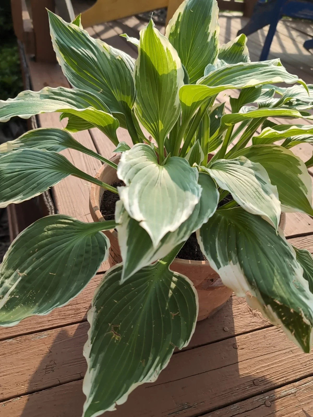 Patriot Variegated Hosta Root Plant - Large Shade-Loving Hosta 'Patriot' with White Margins, Easy to Grow