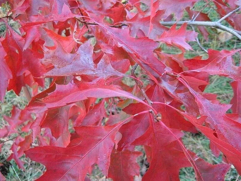 Scarlet Oak Tree Seedlings 12-18 Inches Quercus coccinea for Landscaping and Planting