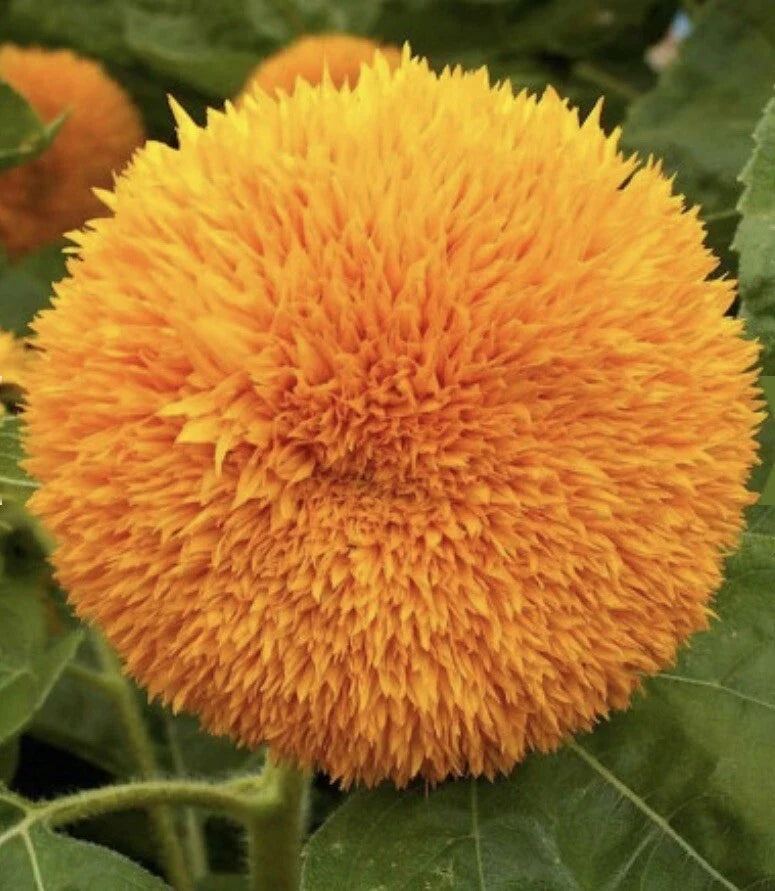 Sunflower Seeds 200+ Count Teddy Bear Helianthus annuus Annual Flower for Garden, Container, Borders