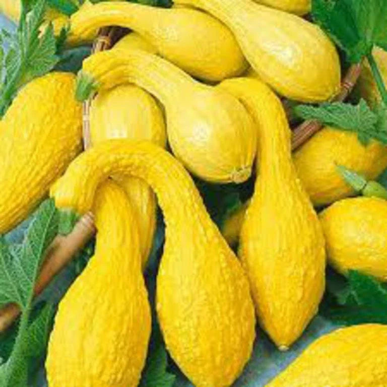 Yellow Crookneck Summer Squash Seeds - Non-GMO Cucurbita pepo for Full Sun Gardens