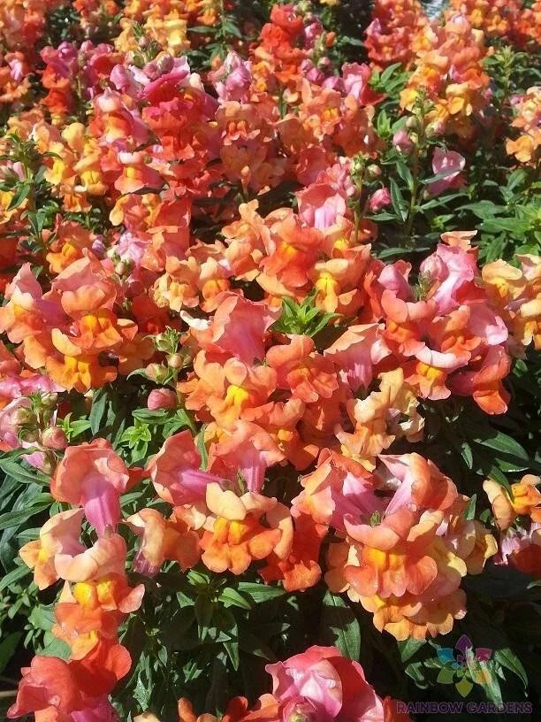 Sonnet Orange Scarlet Snapdragon Seeds - 1000+ Antirrhinum majus for Garden, Borders, Containers, Pollinator Attracting
