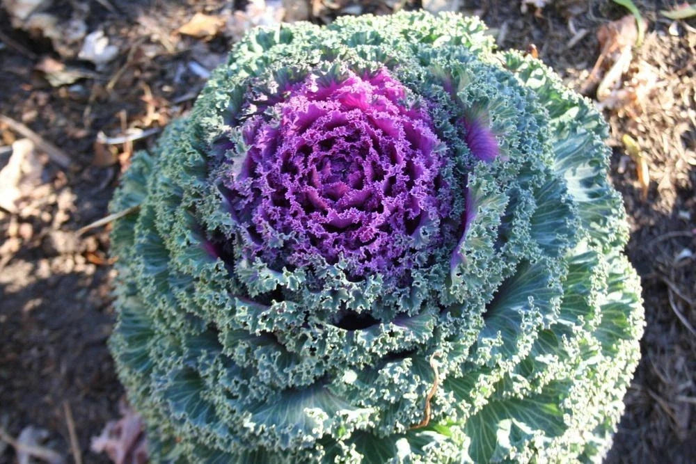 Ornamental Kale Seeds - Kamome Red - 40 Fresh Brassica oleracea Var. acephala for Colorful Foliage, Garden & Container Displays