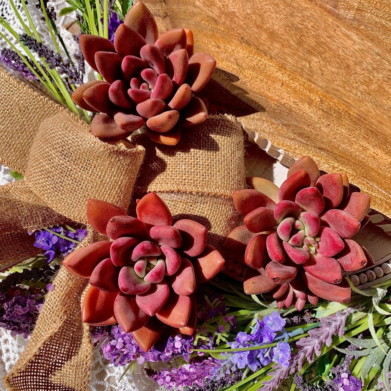 Succulent Plant Bare Root Graptoveria Ruby Donna Indoor Greenery Easy Care Live Home Decor