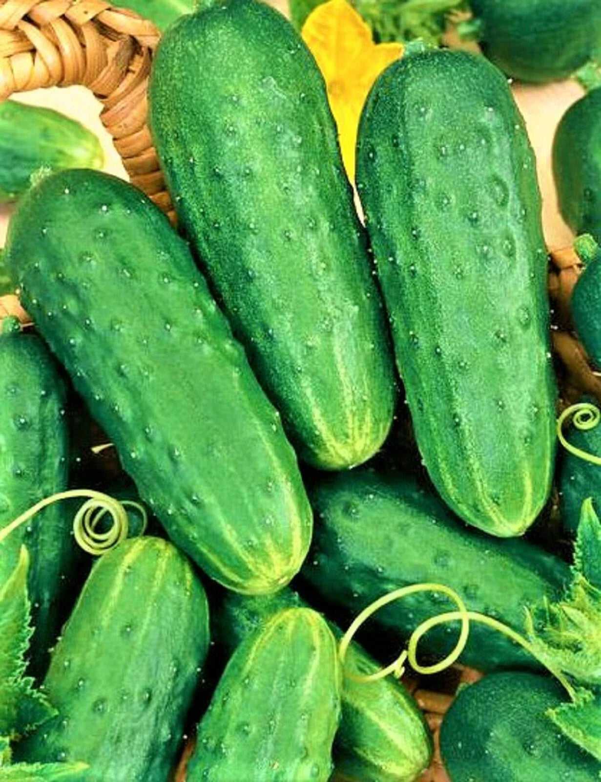 Cucumber Seeds 50 Pack Non-GMO Organic Cucumis sativus for Pickling & Fresh Eating