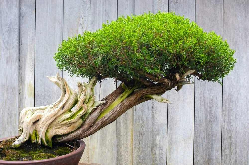 Thuja plicata Seeds - Western Red Cedar Evergreen Bonsai Tree - 30 Seeds for Outdoor & Indoor Gardening