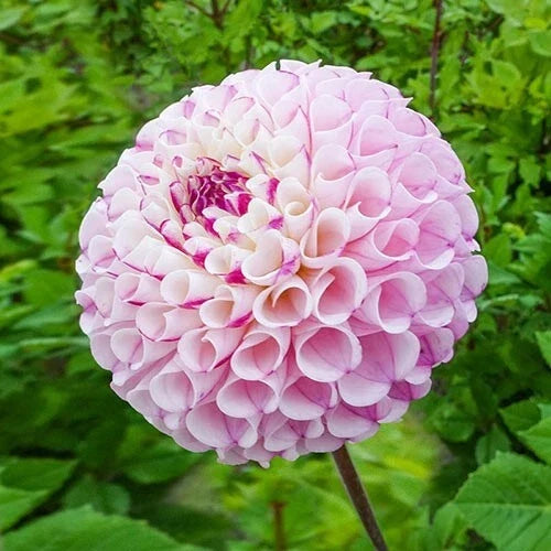 Chimacum Dahlia Seeds - 25 Perennial Flower Seeds for Vibrant Garden Blooms - Dahlia pinnata