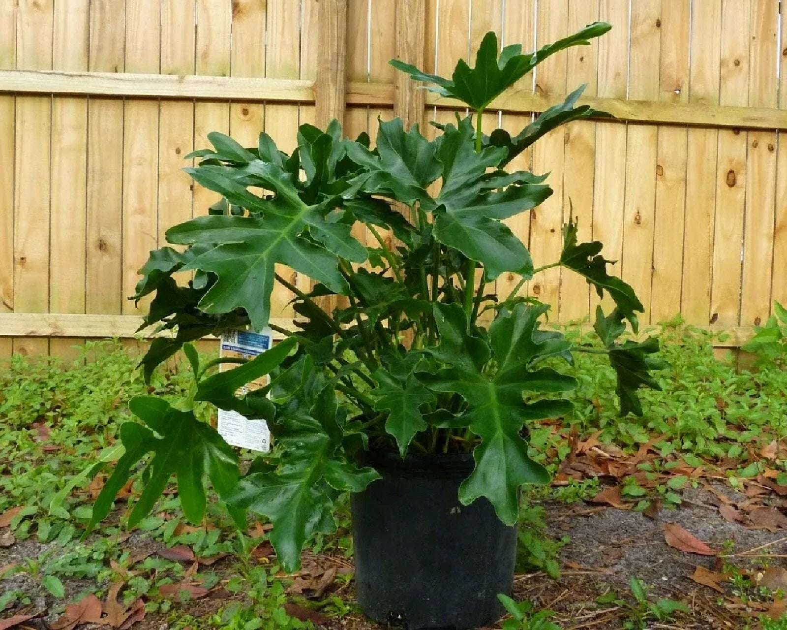 Split Leaf Philodendron Seeds - 10 Pack - Philodendron selloum Tropical Houseplant Seeds for Indoor & Outdoor Growth