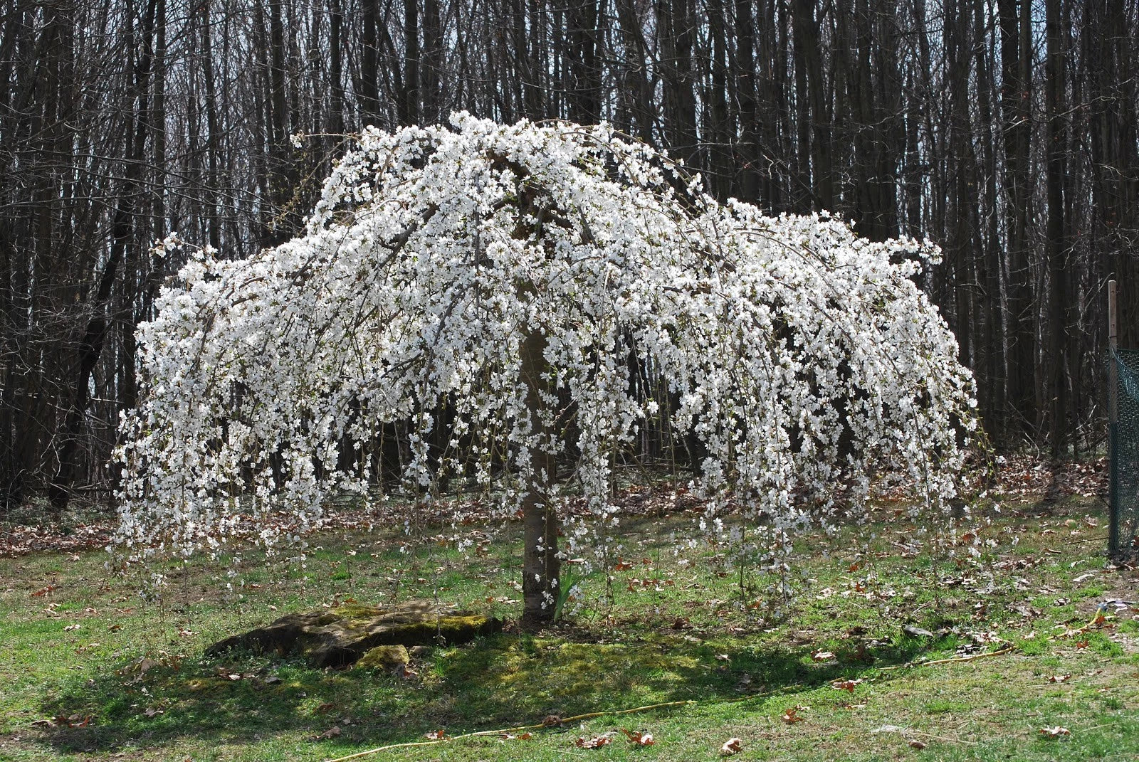 Weeping White Cherry Tree Seeds - 5 Pack for Ornamental Garden, Flowering Prunus pendula, White Blossoms, Landscape Plant Seeds