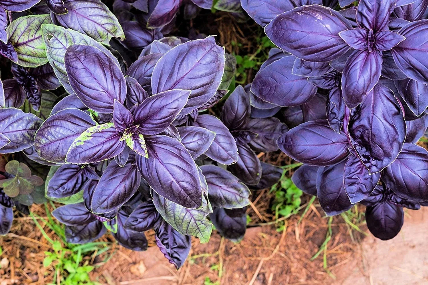 Purple Basil Herb Seeds - 200 Count, Ocimum basilicum 'Purple', Heirloom Variety for Culinary & Garden Use