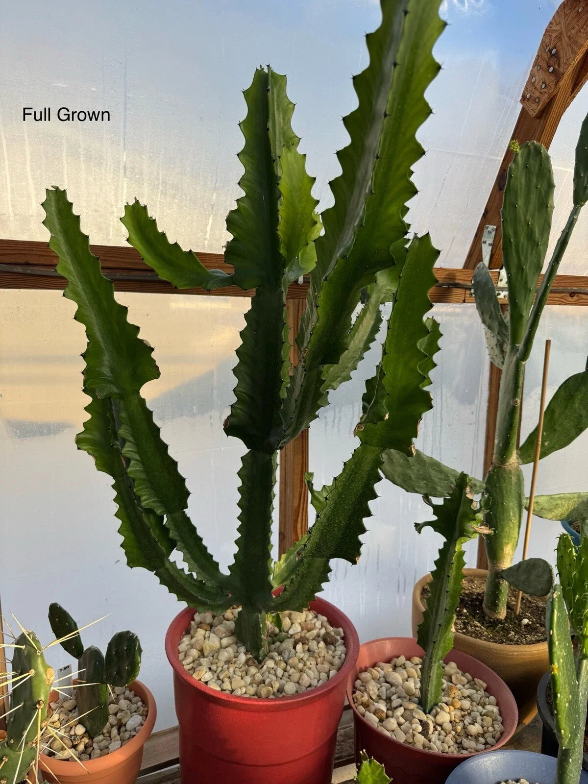 Candelabra Cactus Starts - Euphorbia Lactea Haw Rooted Plant for Indoor & Outdoor Gardens