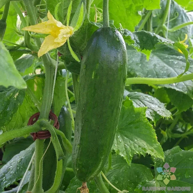 Taurus Cucumber Seeds - 25+ Pack - Heirloom Cucumis sativus for Garden Planting - Non-GMO, High Germination, Vining, Full Sun