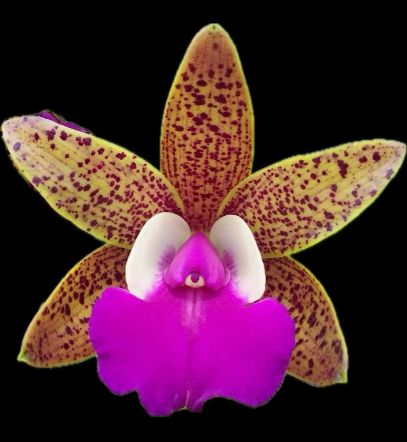 Cattleya Hybrid Orchid Plant – Fragrant 4" Blooming Size Ctt Ratsima Spot Orchid in Pot