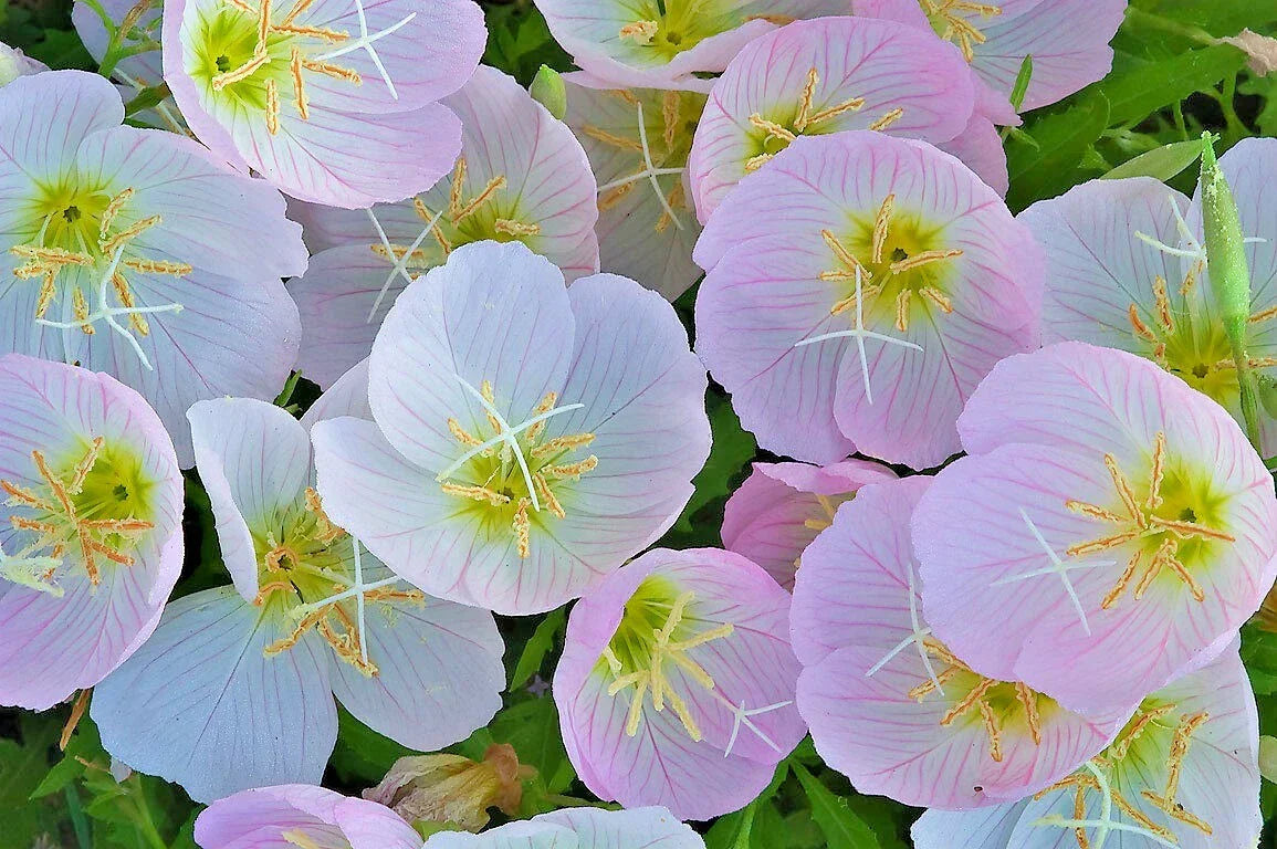 Showy Mexican Evening Primrose Seeds - Oenothera speciosa Groundcover - 501+ Seeds