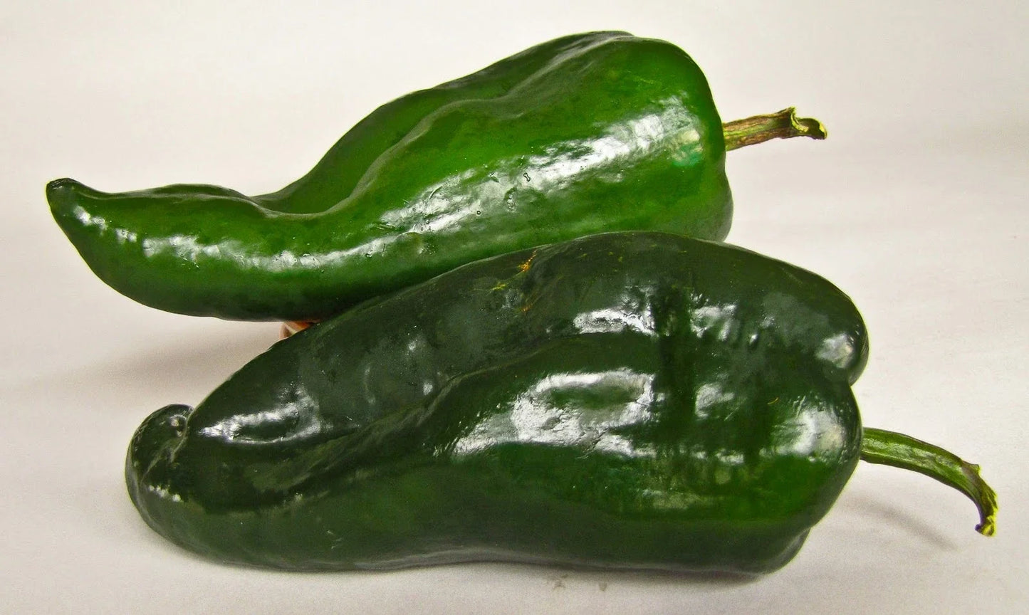 Poblano Chili Pepper Seeds – Mild Flavor for Chili Relleno – 12 Seeds – Capsicum annuum – Garden, Container, Edible Plant