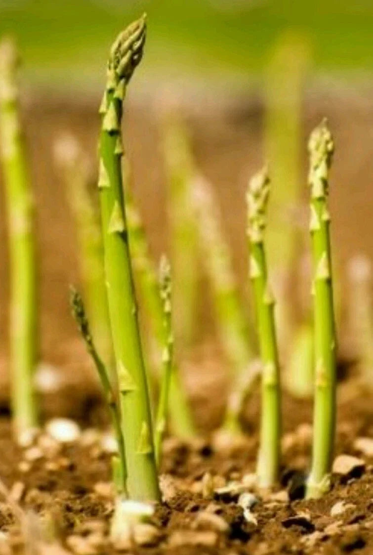Asparagus Seeds 100 Count Mary Washington Non-GMO Open Pollinated Asparagus officinalis for Home Garden, Perennial, Drought Tolerant