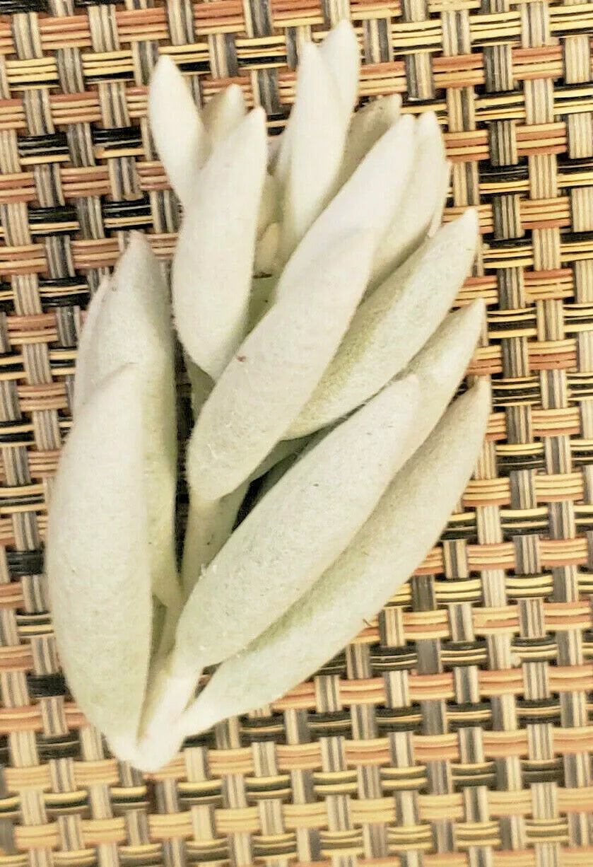 Senecio Haworthii Cutting - 3" Long Unrooted Whitest Succulent for Indoor & Outdoor
