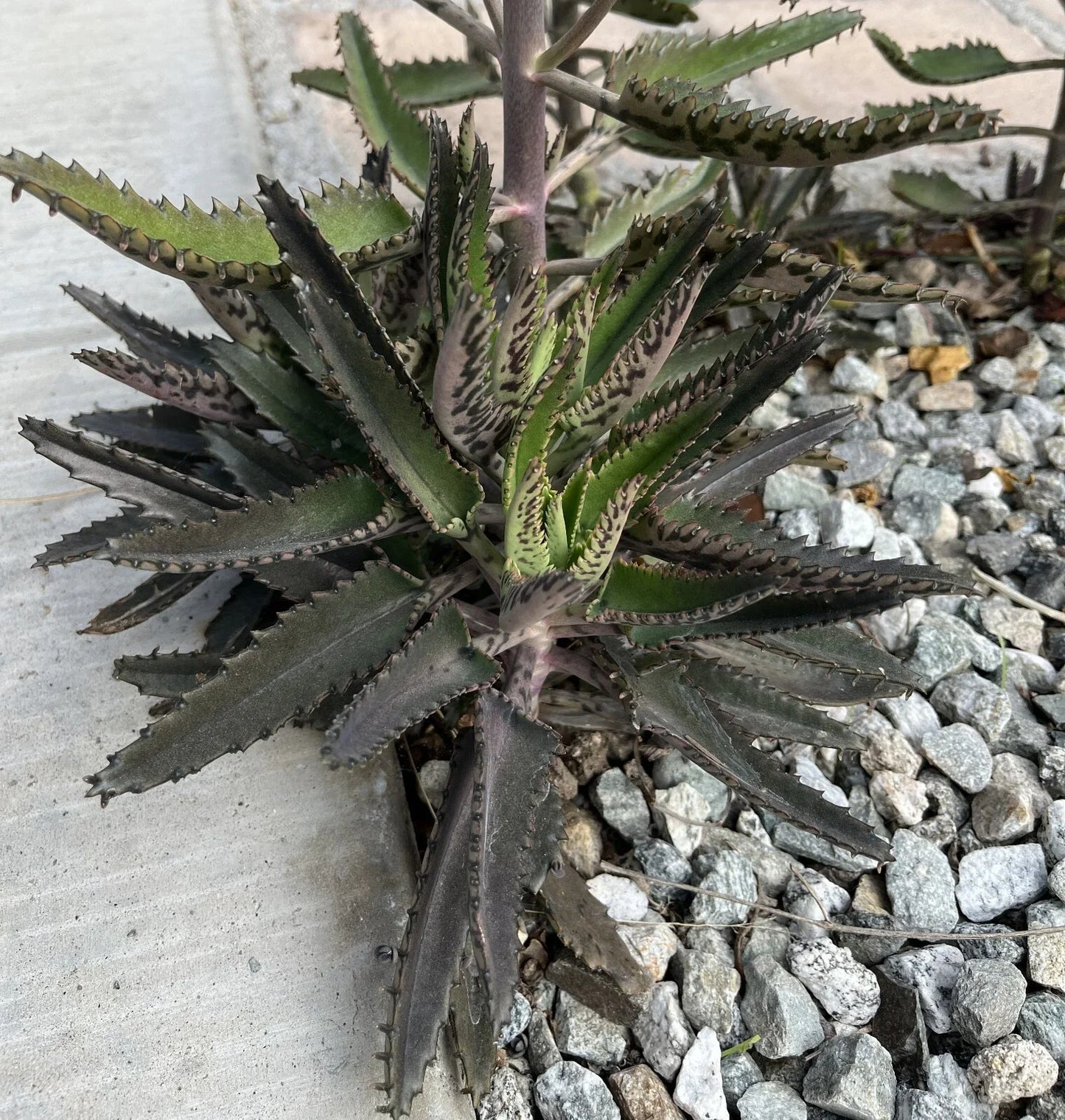 Mature Mother of Thousands Plant - Fully Rooted Kalanchoe daigremontiana Succulent - Indoor/Outdoor Cactus