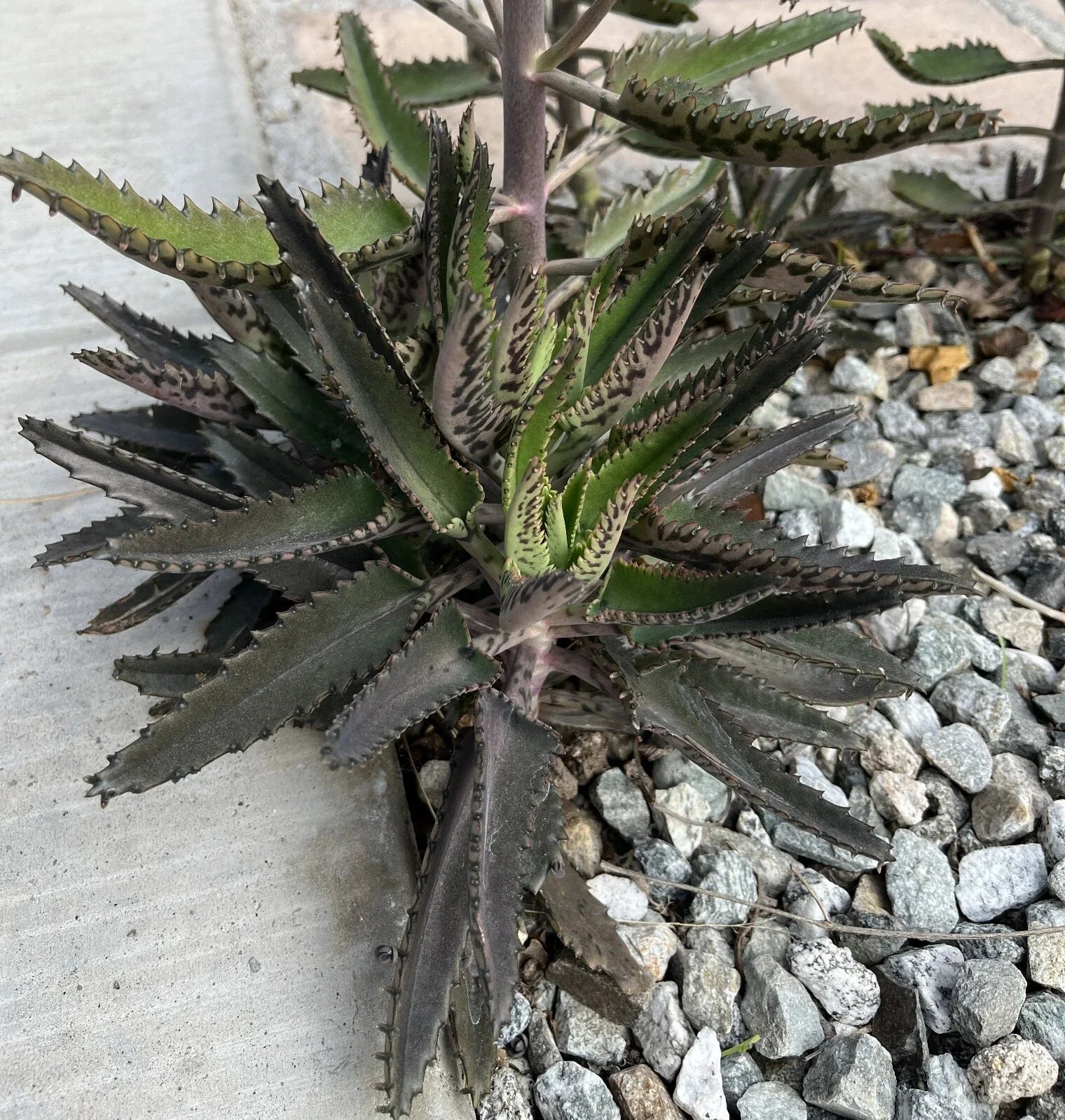 Mature Mother of Thousands Plant - Fully Rooted Kalanchoe daigremontiana Succulent - Indoor/Outdoor Cactus