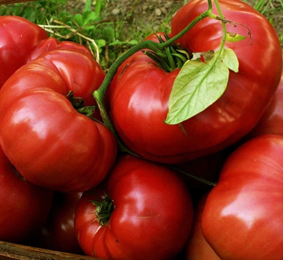 Red Brandywine Tomato Seeds - Heirloom Indeterminate Beefsteak Variety, 100 Seeds, Solanum lycopersicum, Organic Garden Seeds