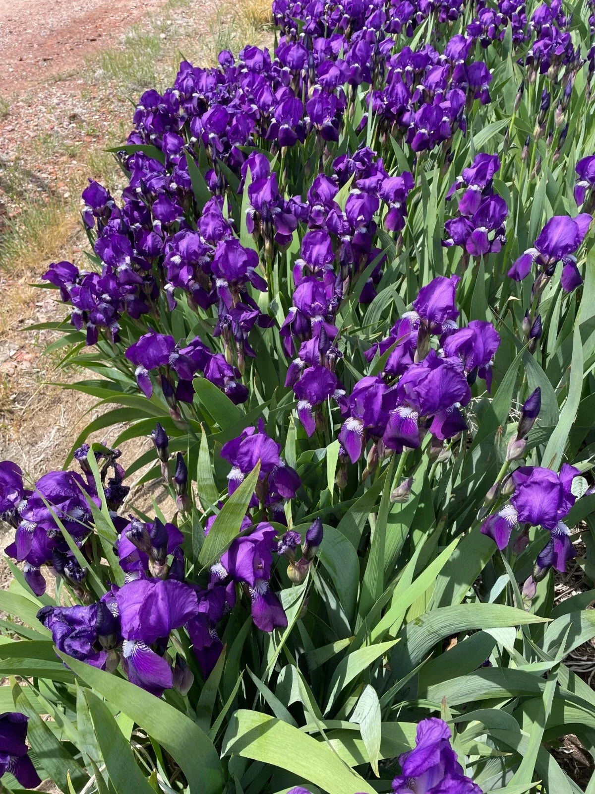 Bearded Iris Rhizomes - 5 Bare Roots Dark Purple Iris germanica for Gardens & Borders