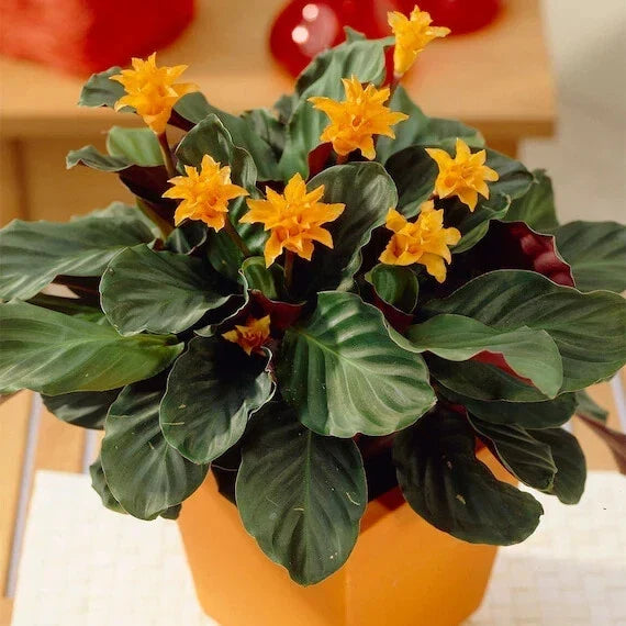 Eternal Flame Calathea Seeds - 25+ Pack for Indoor & Outdoor Gardening - Calathea crocata - Tropical Foliage Plant Seeds