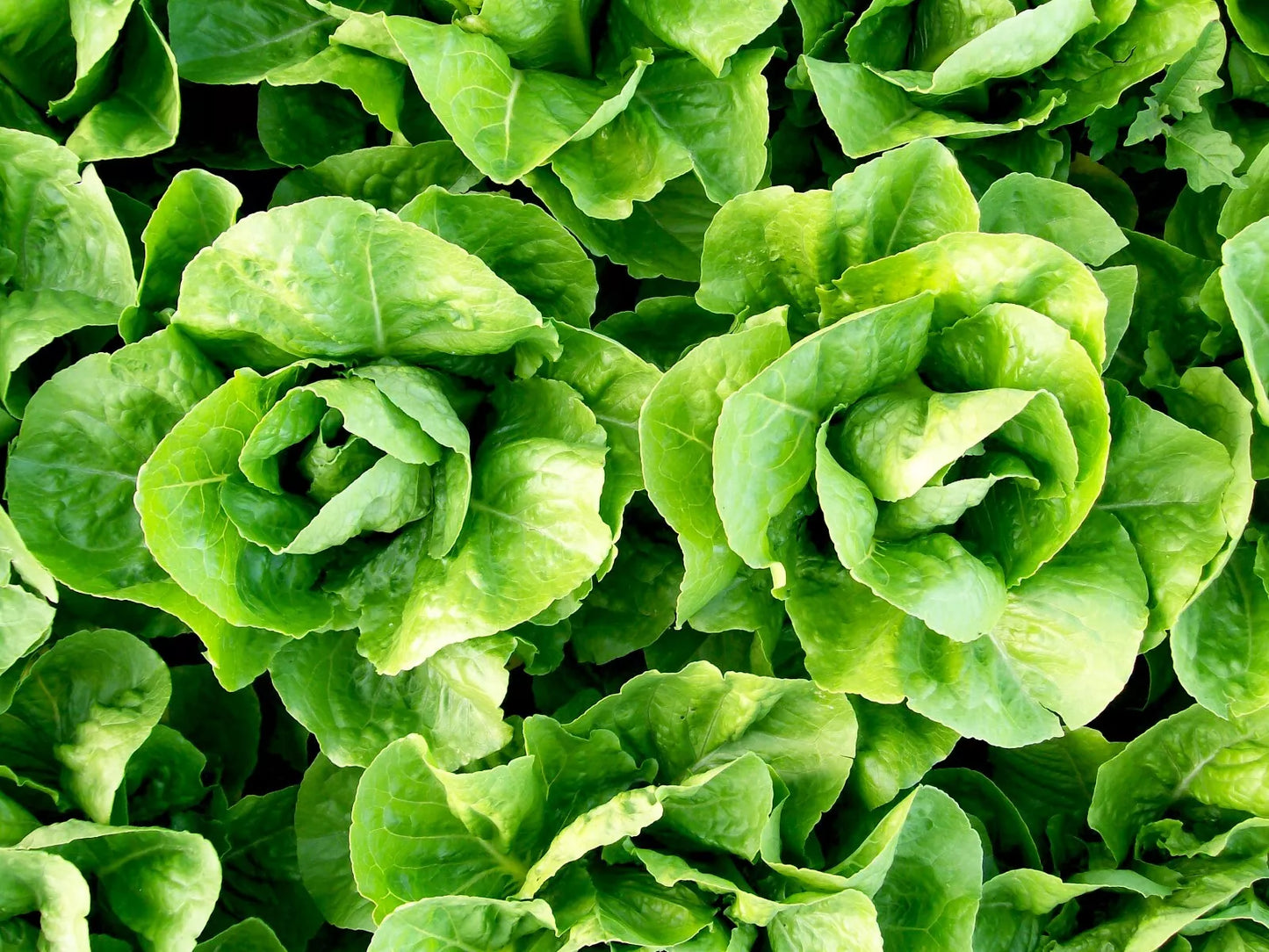 Parris Island Cos Romaine Lettuce Seeds 600+ Non-GMO Vegetable Seeds for Home Gardening