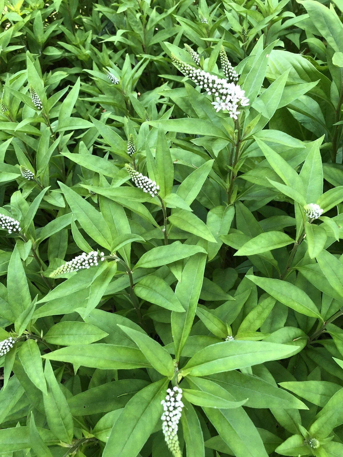 Gooseneck Loosestrife Perennial Plants - 10 Bare Root with White Flowers - Lysimachia clethroides