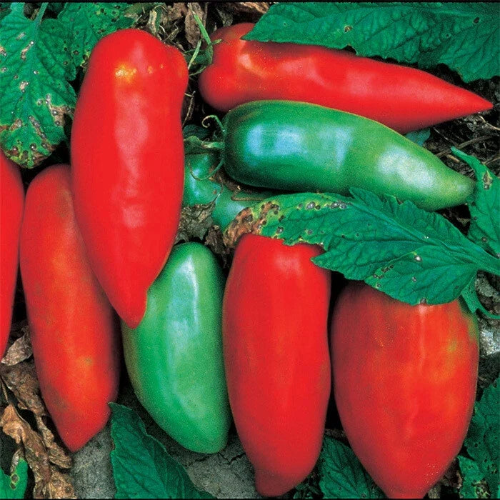Sausage Tomato Seeds - Heirloom Lycopersicon esculentum for Garden, Fresh, Non-GMO, Full Sun, 25 Seeds