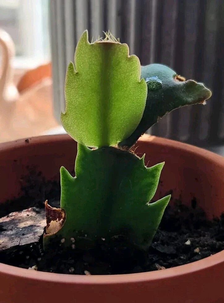 Thanksgiving Christmas Cactus Rooted Cutting - Schlumbergera Indoor Houseplant