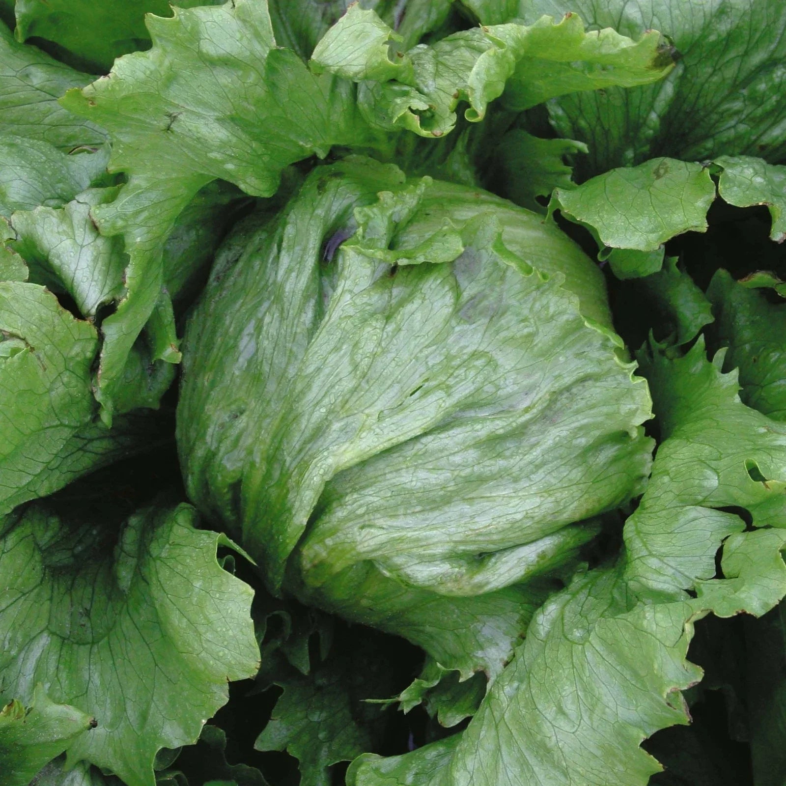 Iceburg Lettuce Seeds - 200 Count Packets, Crisp Ice-Green Leaves, Compact Heads, Lactuca sativa
