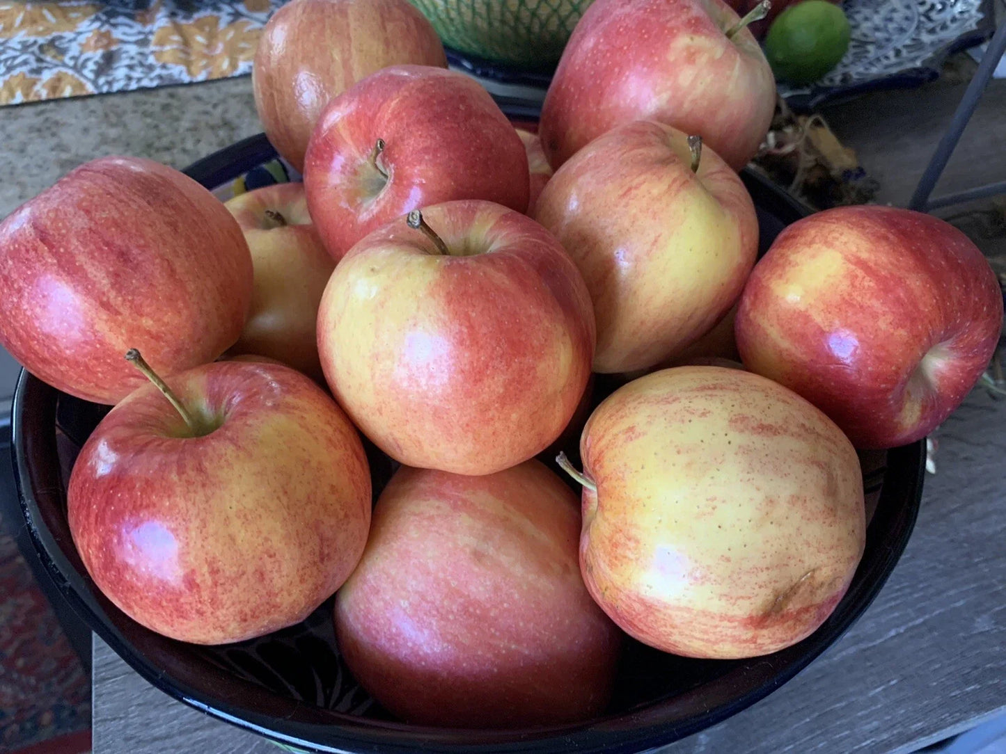 Gala Apple Seeds - Organic Non-GMO Heirloom Fruit Tree - Malus domestica - Pack of 5