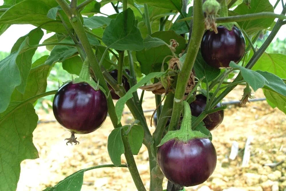 Little Prince Eggplant Seeds - 20 Pack, Heirloom Solanum melongena, Compact, Easy to Grow, Small Purple Fruit, Container Friendly