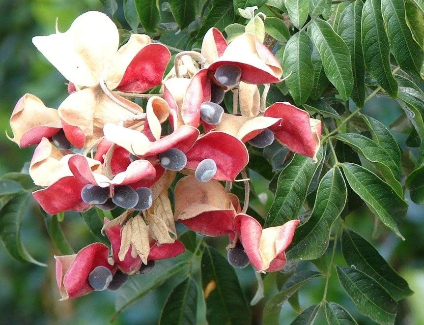 Mgambo Black Pearl Tree Seeds - 15 Hawaii Calophyllum inophyllum Velvet Beads for Jewelry & Crafts