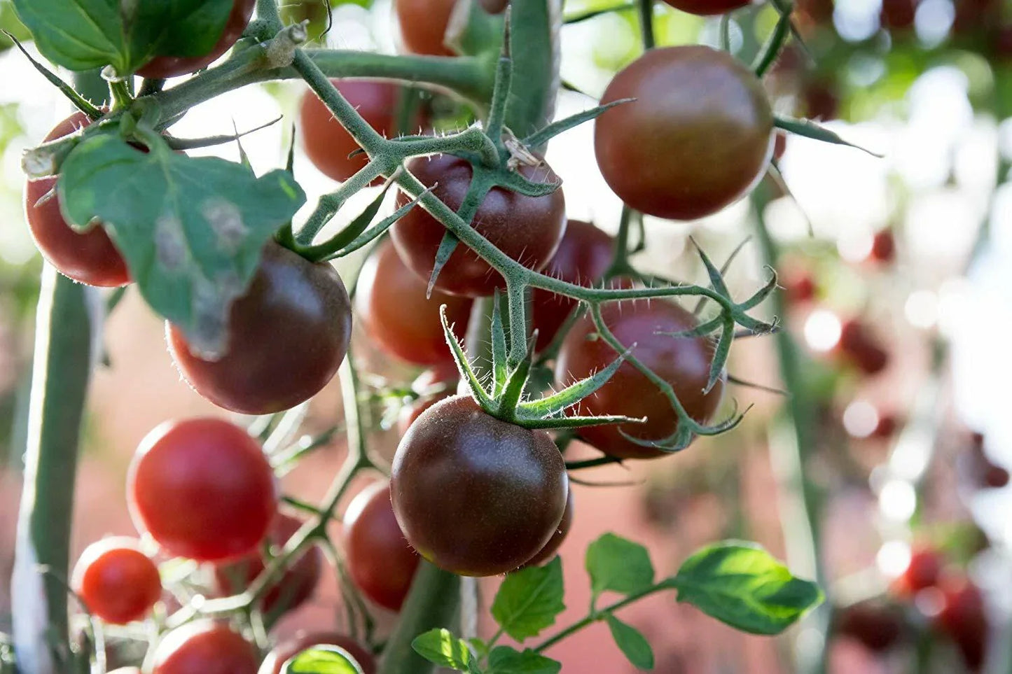 Black Prince Tomato Seeds - NON-GMO Heirloom, Low Acidic, Siberian Native