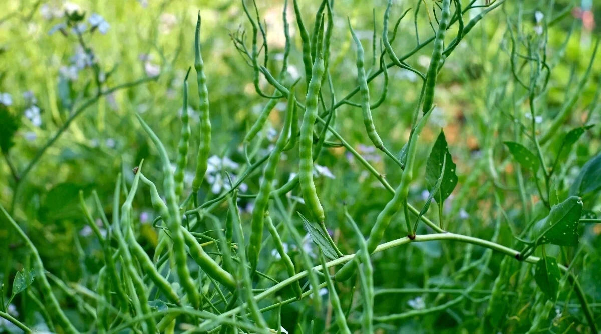 Singara Rat's Tail Radish Seeds - 500+ Non-GMO Raphanus sativus var. caudatus for Garden Planting