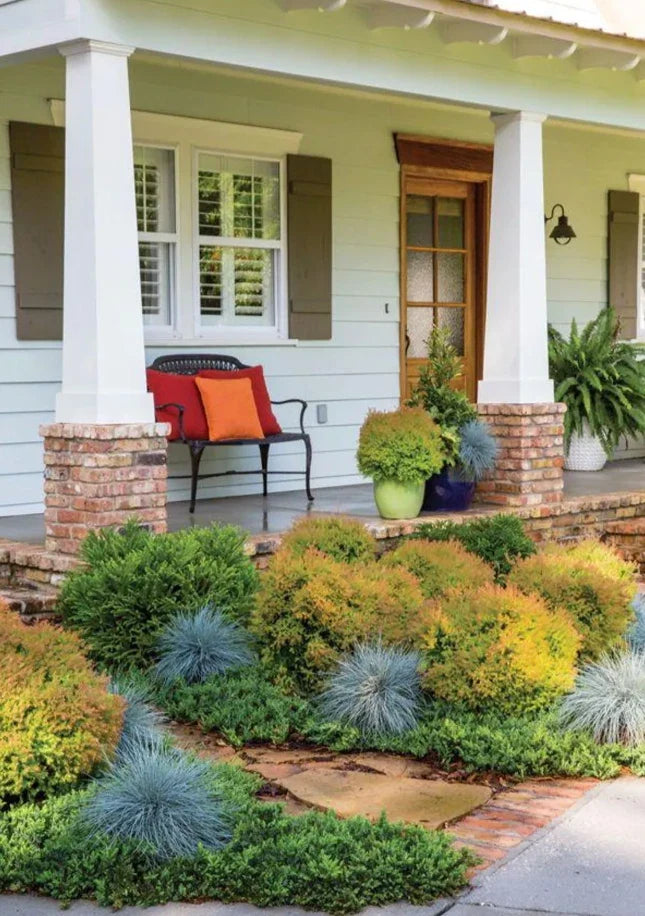 4-Pack Fire Chief Arborvitae Live Evergreen Plants with Orange Fall Color, Thuja plicata 'Fire Chief' 5-Gallon