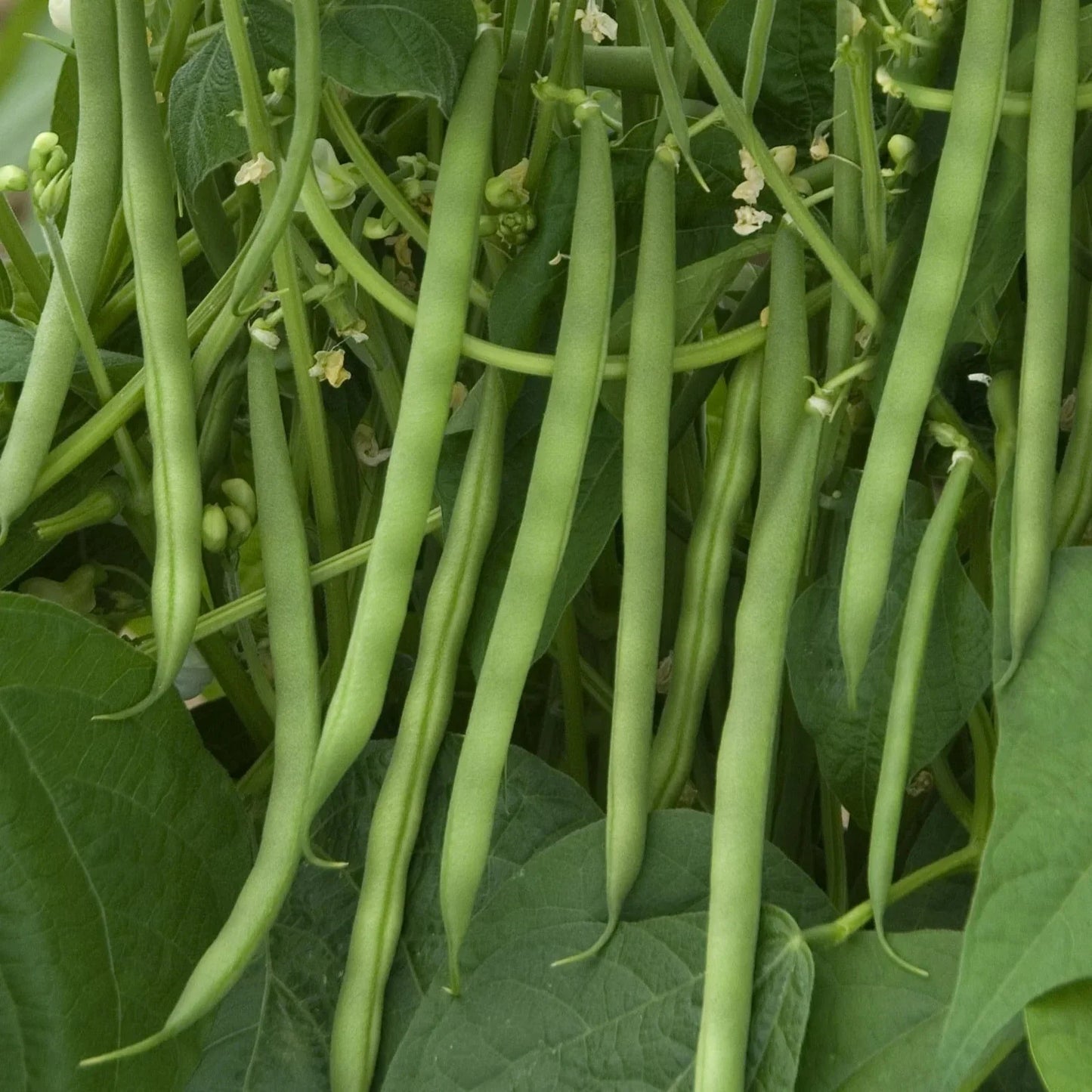 Contender Green Bean Seeds - 30+ Pack, Heirloom Phaseolus vulgaris, Bush-Type, Full Sun, Non-GMO Vegetable Seeds