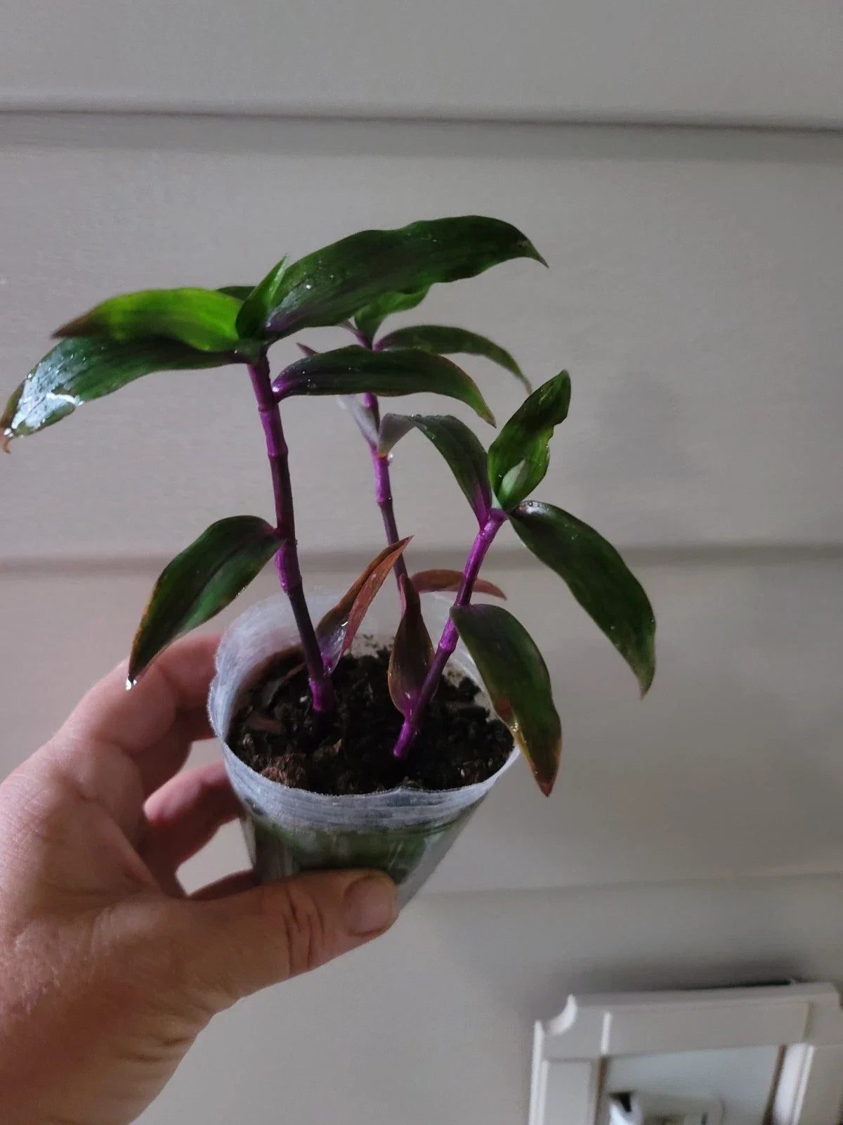 Tradescantia Wandering Purple Scimitars - Multiple Plants in 4-Inch Pots - Purple Foliage Houseplant - Tradescantia spathacea