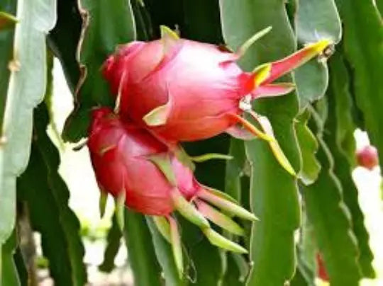 Organic Dragon Fruit Seeds - 30 Seeds - Hylocereus spp. Pitaya Cactus Plant