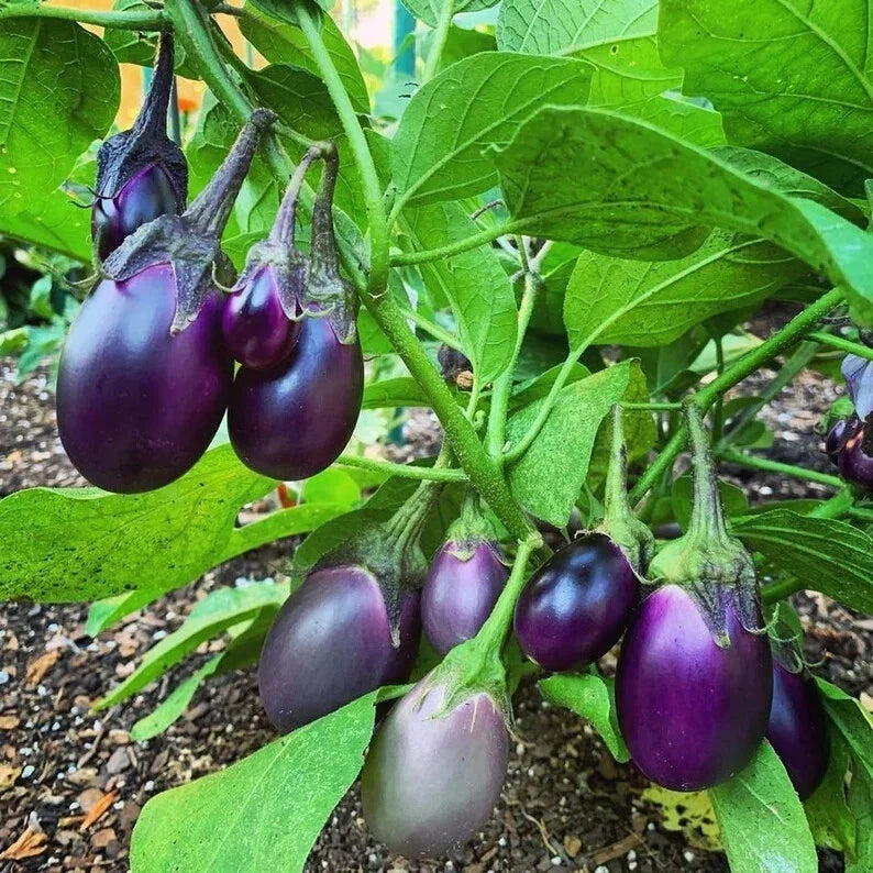 Organic Baby Eggplant Seeds - Patio Variety, Solanum melongena, Non-GMO, Compact, Bushy, 40 Count, Container Gardening