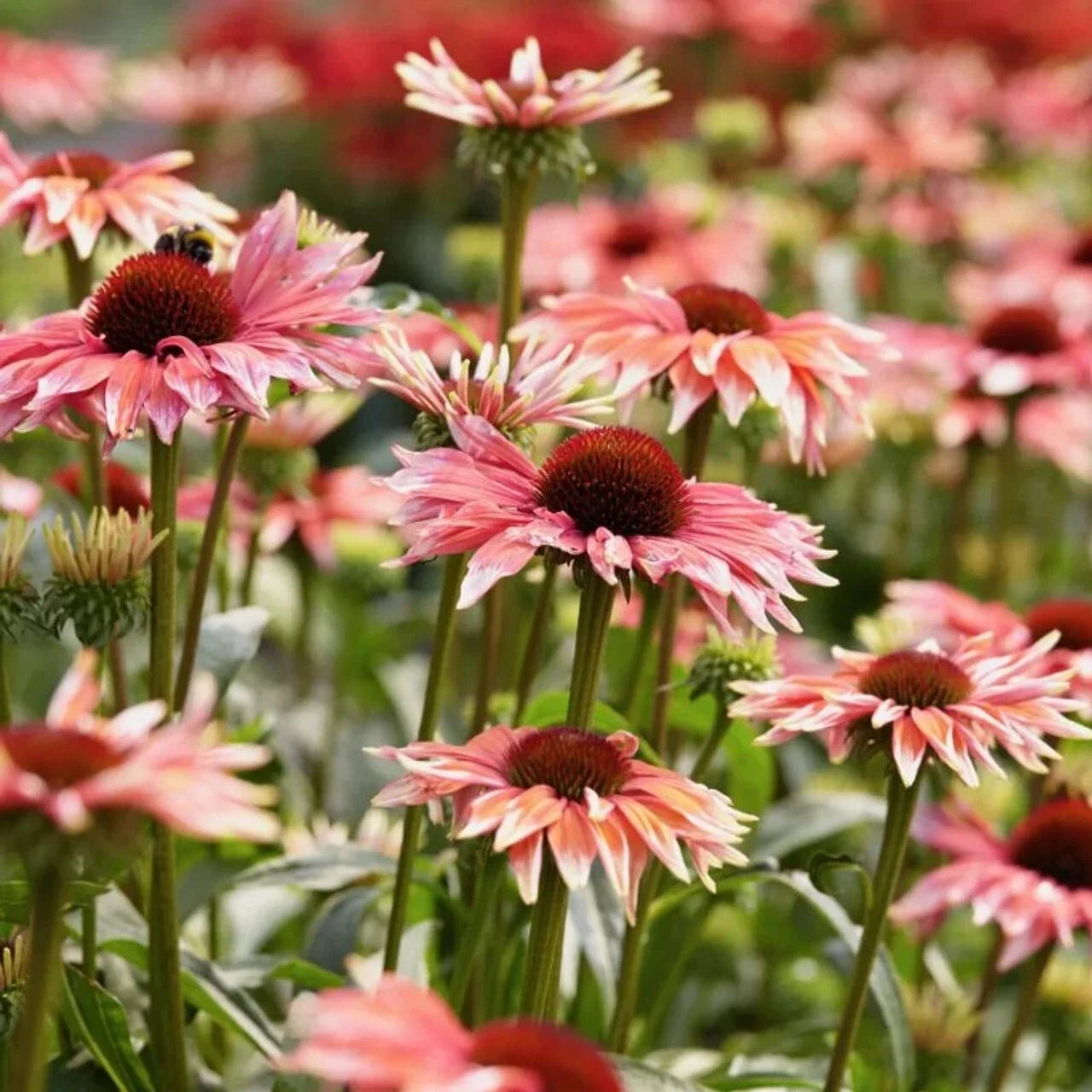 50 Coneflower Seeds - Echinacea purpurea Perennial Flowers for Garden Beds & Borders